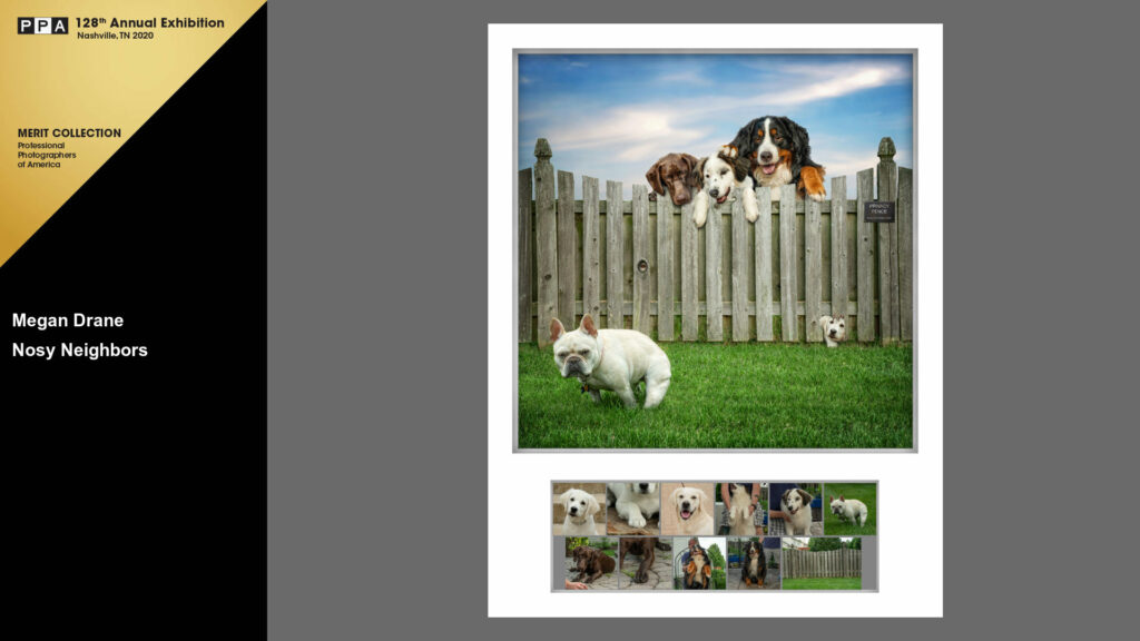 commercial dog photography
