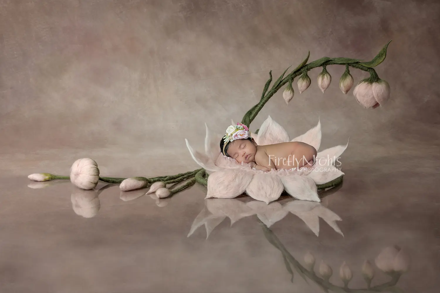Wheaton newborn photographer