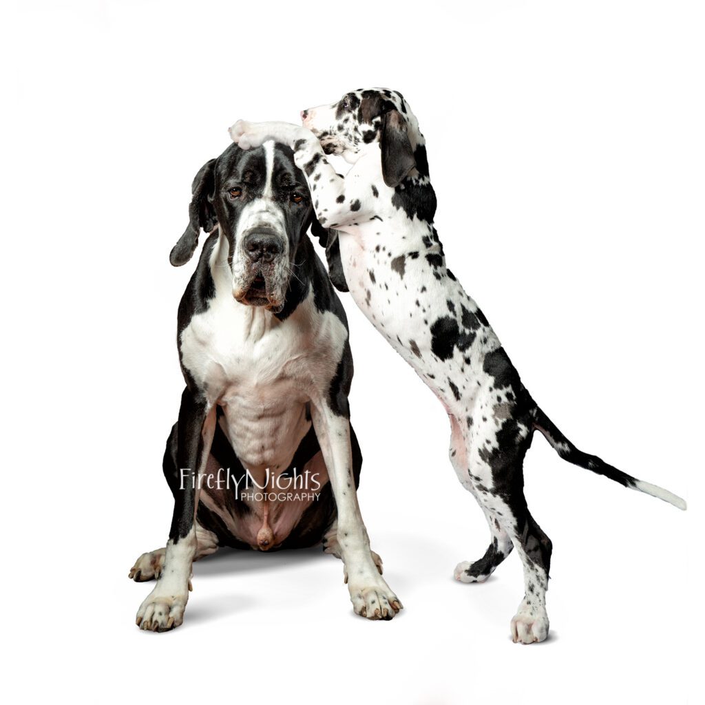 Great Dane