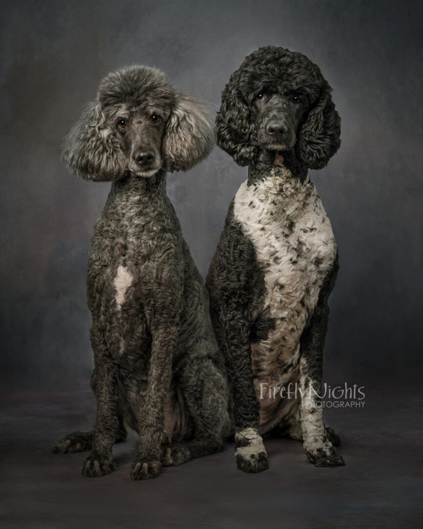 Naperville dog photographer