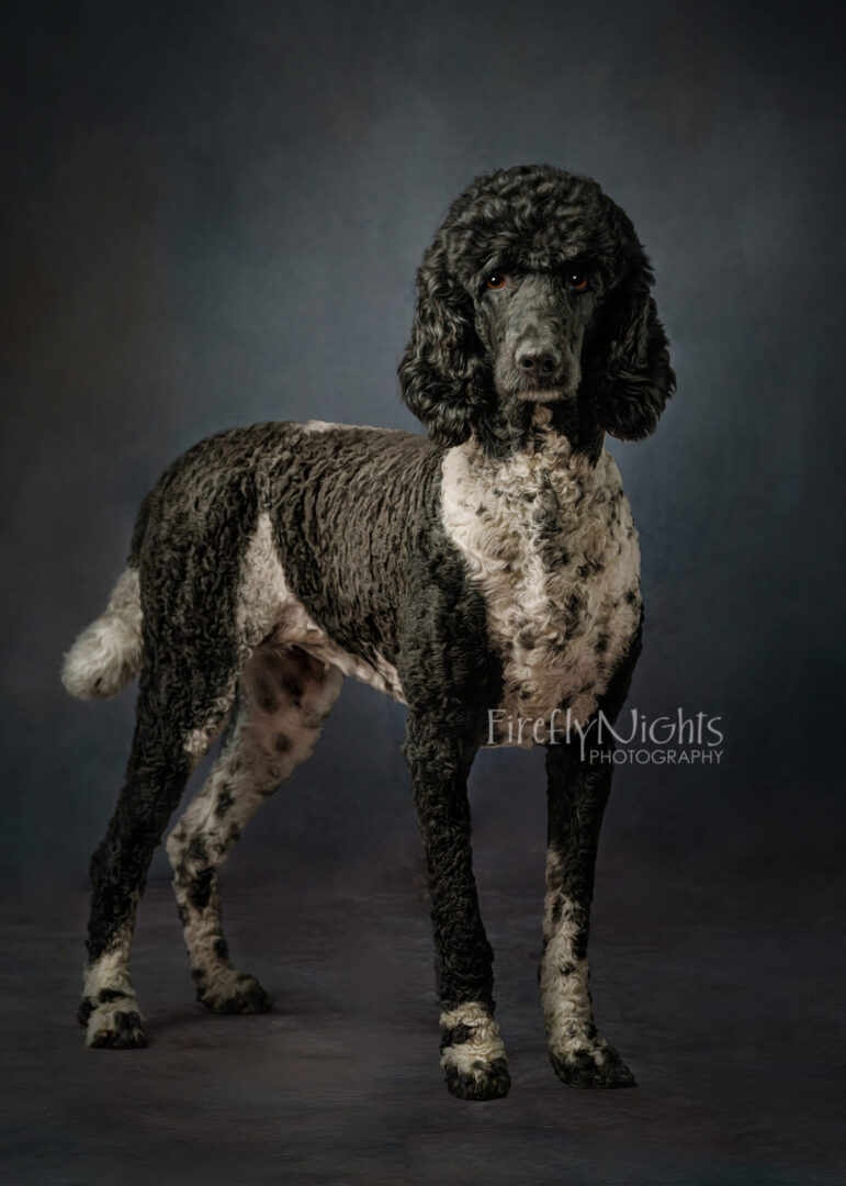 fine art dog portrait