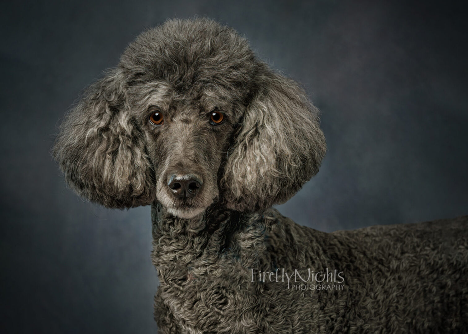 poodle
