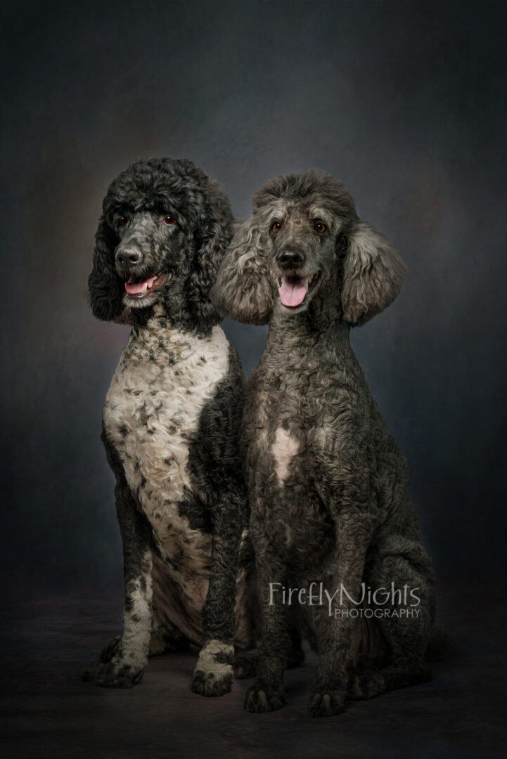 dog photographer